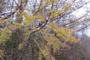 Cones and yellow needles of the tamarack or larch tree in mid-November before the seasonal drop. The cones can stay on the trees for years after dropping their seed. Photo by K. Gabalski 
