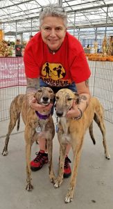 Gail Gufstafson of East Irondequoit brought her greyhounds to the Meet and Greet at the Garden Factory on Buffalo Road on October 21. Quinlyn (left) just turned four years old. Leo is about to turn three. “Once I got my first one about 17 years ago, that was it,” she said. “I fell in love with them and have been adopting ever since.” Photo by Dianne Hickerson