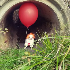 Wisky in costume as Pennywise. Provided photos