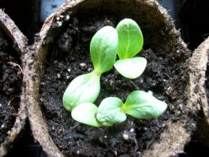 Starting seed indoors can be a fun way to start the growing season. Photo by K. Gabalski