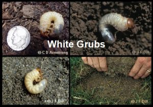 White grubs. Photo from the  University of Maine