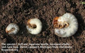 The species l to r are: Japanese beetle, European chafer and June bug. Photo by University of Nebraska - Lincoln
