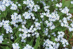 The tiny blooms of Myosotis perk up the spring garden with blue blossoms and lots of charm. Photo by K. Gabalski