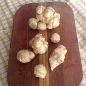 These Jerusalem artichokes dug from the ground on a snowy April day will last two weeks or more in the refrigerator. Creamy white on the inside, Jerusalem artichokes have a crisp texture when eaten raw. They can also be baked or boiled. Photo by Evelyn Dow