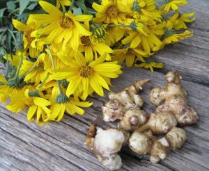 Photo showing bright yellow blooms of Jerusalem artichoke and the plant’s edible tubers. Provided photo