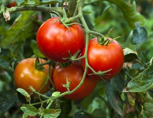 Tomatoes are the most popular vegetable garden plant. Photo courtesy of oxfordaustralia.files.woodpress.com. 