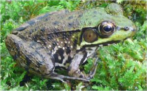 A green frog. Provided photo