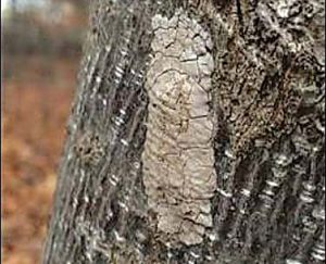 A spotted lanternfly egg mass on a tree trunk.  The egg masses are only about one inch in length. Provided photos
