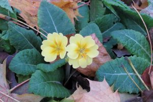  I am grateful for many things this Thanksgiving, including these primroses blooming this November in my garden. Photo by Kristina Gabalski