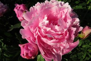 Proper care of peonies in autumn helps assure beautiful blooms next spring. Photo by Kristina Gabalski