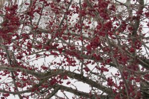 Crabapples add color to the winter landscape and attact beautiful songbirds who relish the fruit in winter. I spotted a Robin in these branches earlier in January. 