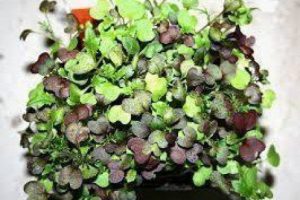 A small tray of microgreens ready for harvest. Photo courtesy of Extension.msstate.edu