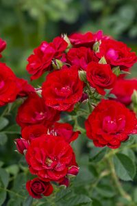 Cherry Frost™ climbing rose was hybridized by a gardener in Michigan meaning it is hardy to USDA Zone 4.