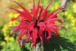 Beebalm can be used to make tea - you can use the colorful flowers, leaves or both. Photo by Kristina Gabalski.
