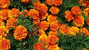 A top performer based on bi-weekly ratings from the 2018 Cornell Annual Trials Program: French Marigold, Bonanza Flame, from Pan-American Seed. Photo courtesy of blogs.cornell.edu 