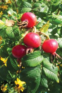Although not an herb, rose hips make great tea high in vitamin C. Hips and flower petals from Rosa Rugosa work best. Photo by Kristina Gabalski.