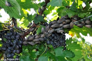 Not a pleasant site for growers or home gardeners - spotted lanternflies on a grapevine. Photo courtesy of Phila.gov
