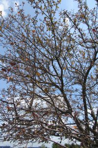 A crab apple tree in late summer showing early leaf drop due to foliar disease. Photo by Kristina Gabalski