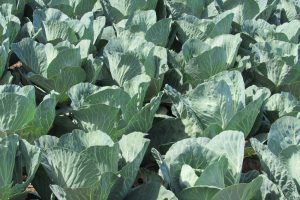 Rows of cabbages grow in a local farm field. Photo by Kristina Gabalski 