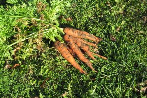 Carrots freshly harvested from my autumn garden and destined for the soup pot. Photo by Kristina Gabalski