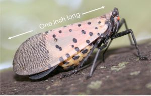 Spotted Lanternfly adult, side view. Photo: NYSIPM Staff