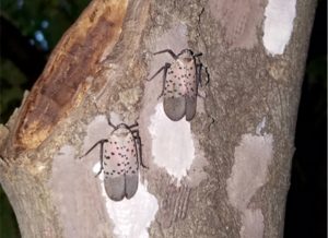 Spotted Lanternfly adult females covering freshly-laid egg masses with a putty-like substance. Photo: NYSIPM Staff