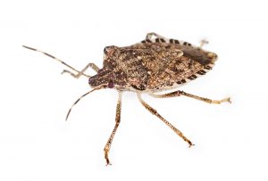 This is a brown marmorated stink bug, one of the insects that likes to come inside for the winter.