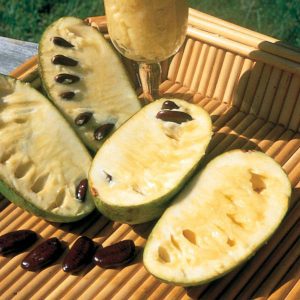 The oblong-shaped pawpaw has a tropical taste. Photo from starkbros.com