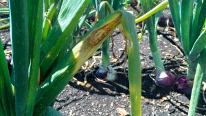Onion crops affected by Stemphylium leaf blight. Photo by Sarah Pethybridge/Cornell University.