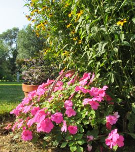 Brightly colored impatiens add excitement to the summer garden. New greenhouse growing strategies and new varieties mean you don’t have to fear downy mildew as in the past. Photo by Kristina Gabalski