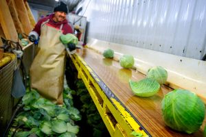 An employee working on the cabbage assembly line at Brightly Farms. Photo by R.J. Anderson/Cornell University.