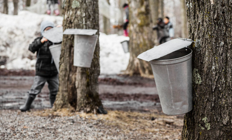 Cumming Nature Center offers Maple Sugaring "To-Go ...