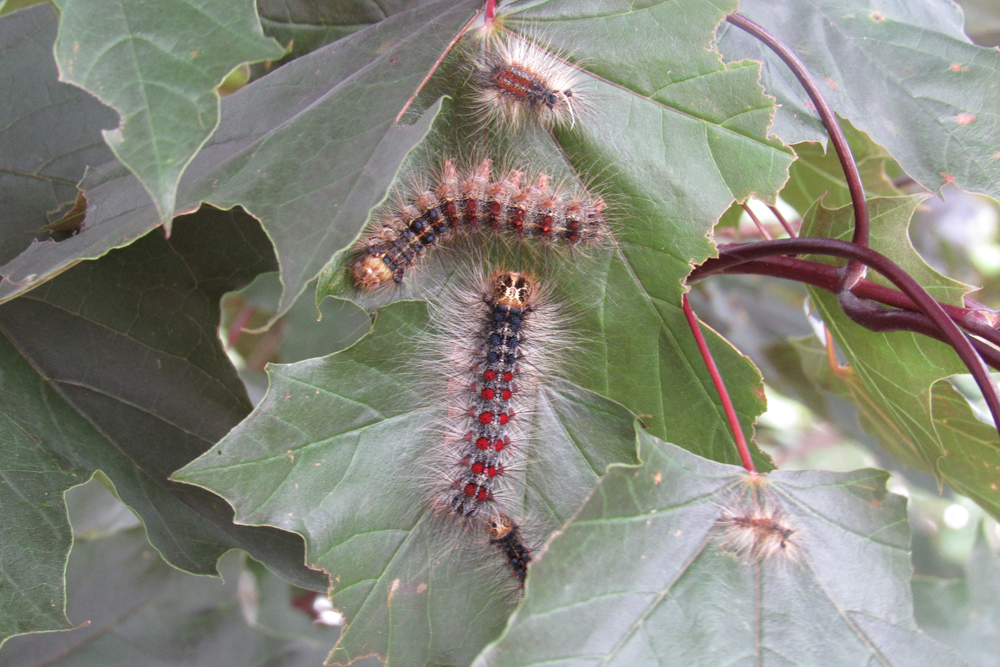 https://westsidenewsny.com/wp-content/uploads/2020/07/Gypsy-moth-caterpillars-2.jpg