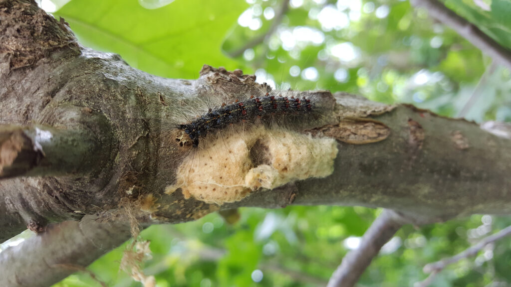 Gypsy moth infestations Westside News Inc