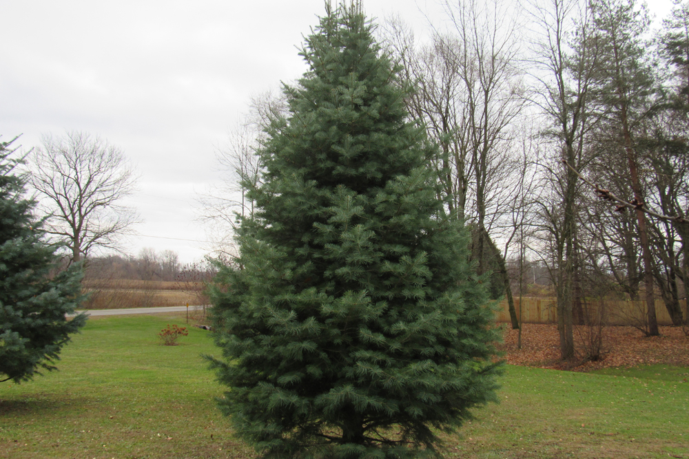 Selecting and caring for real Christmas trees – Westside News Inc