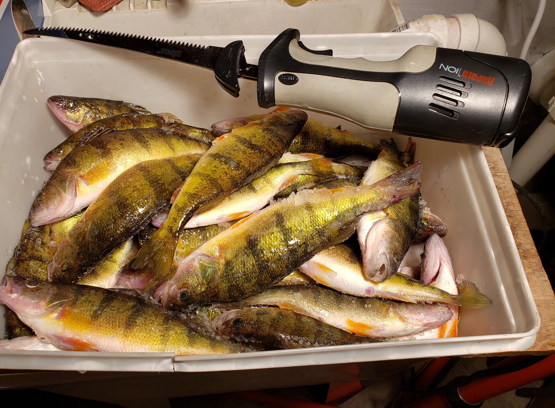 Quick Tips for Spring Perch Fishing in Ontario