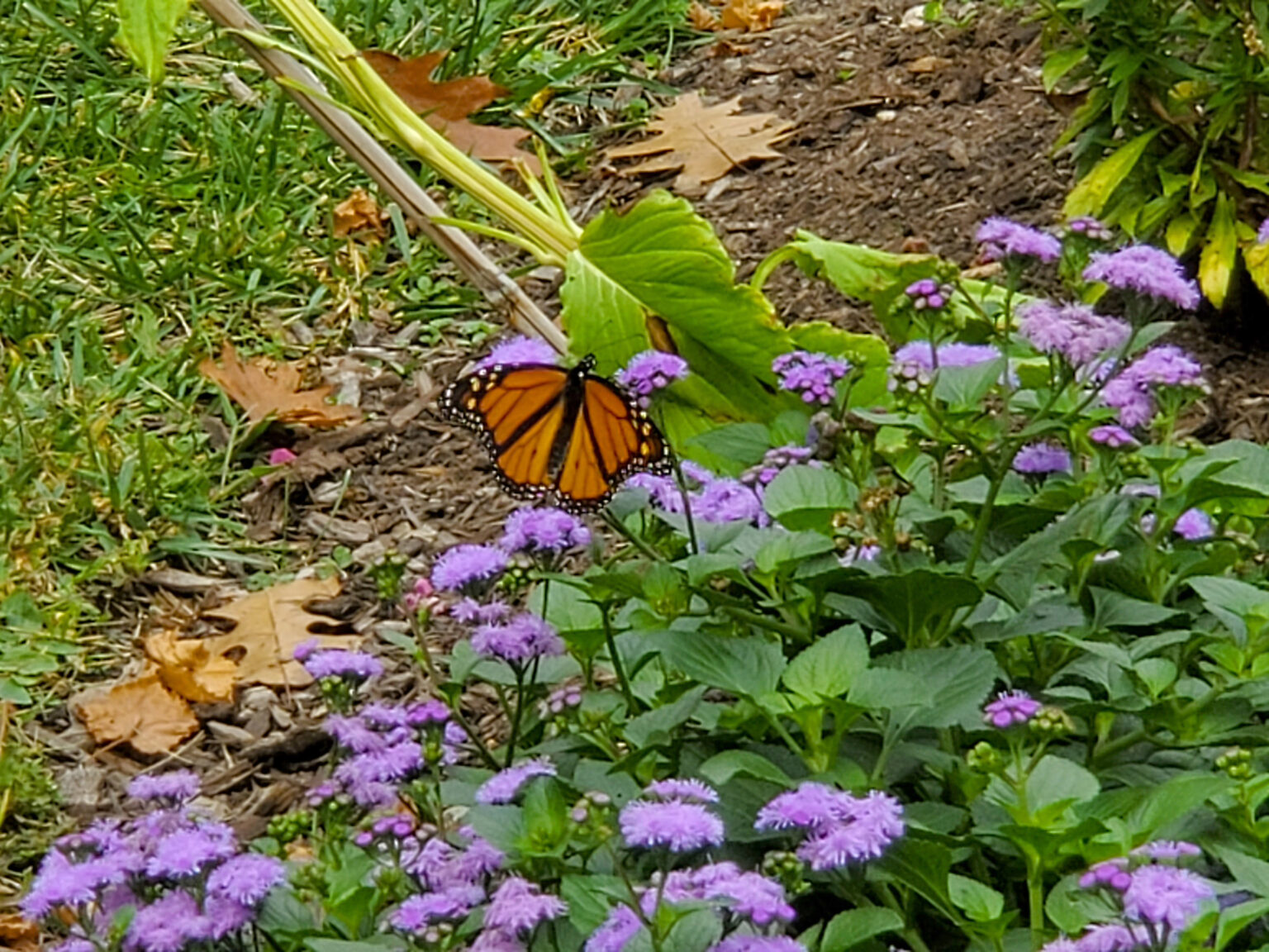 Get Out & Grow: Plan to Help Pollinators – Westside News