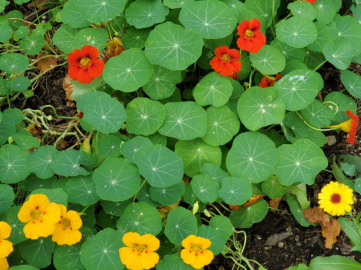 Get Out & Grow: Direct Seeding in the Garden Part 2 – Westside News