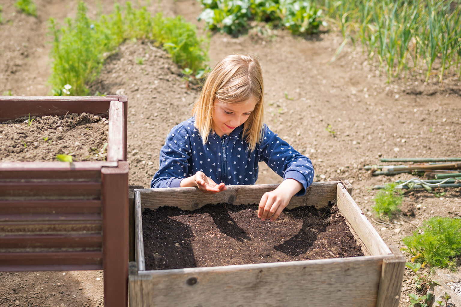 Get Out & Grow: Direct Seeding in the Garden Part 2 – Westside News