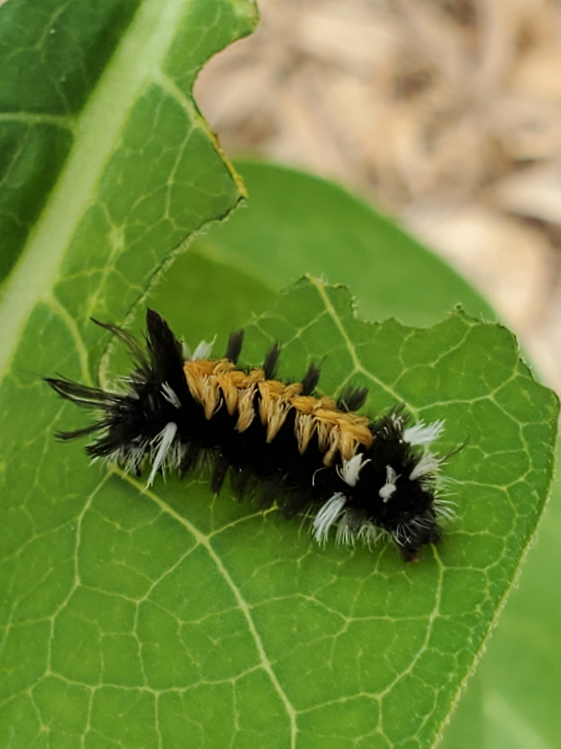 Get Out & Grow: Insects Love Common Milkweed – Westside News